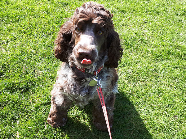 Dog Sitting - Max