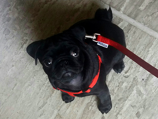 Dog Walking - Winnie