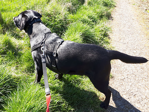 Skipton Canal - Rosie