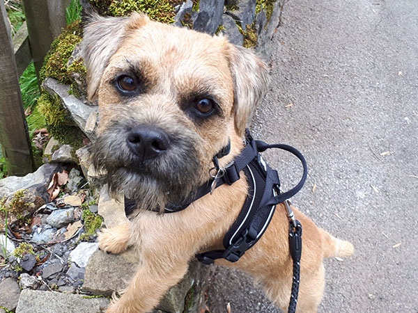 Dog Walking - Munch