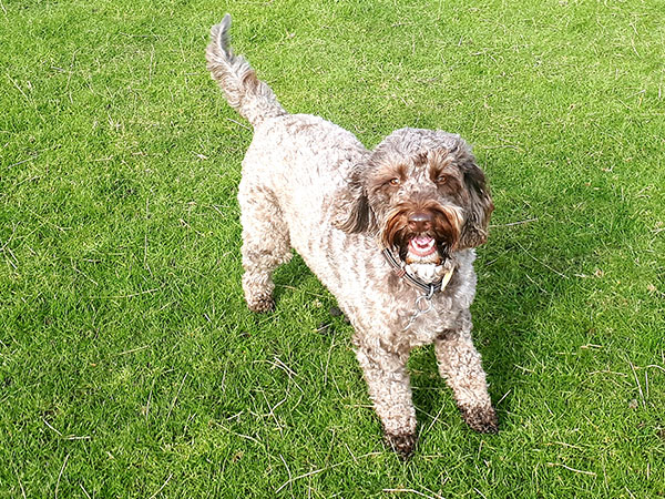 Dog Walker - Kenzie