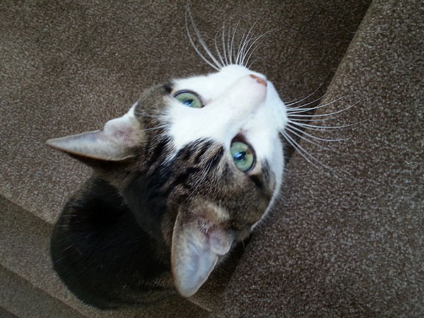 Pet Sitting - Stringy