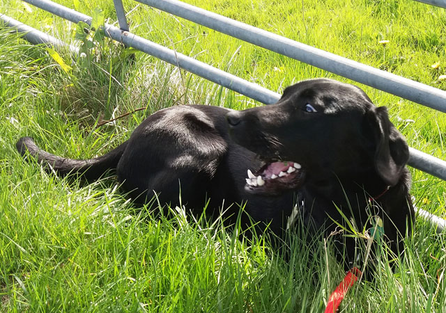 Dog Walking - Titan