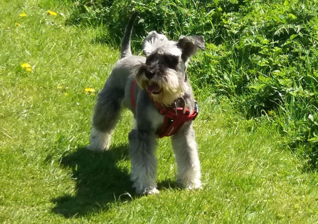 Dog Walking - Alfie